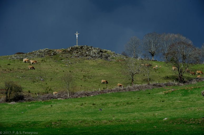 Aubrac