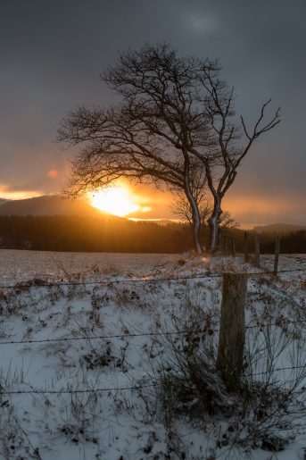 Aubrac