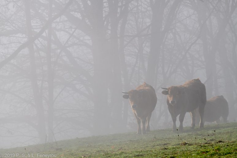 Aubrac