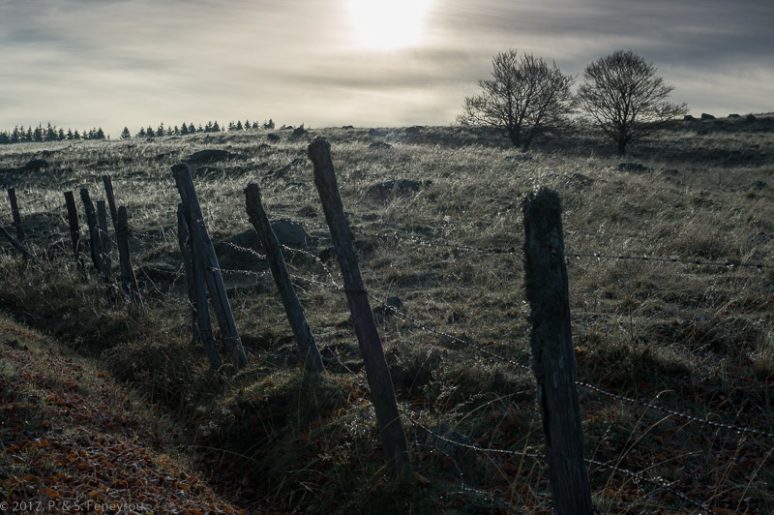 Aubrac