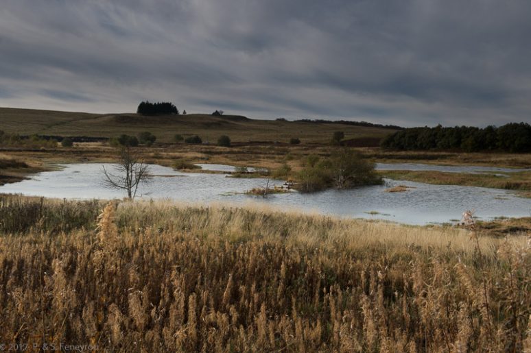 Aubrac