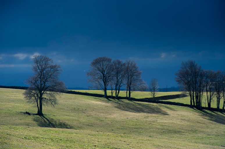 Aubrac