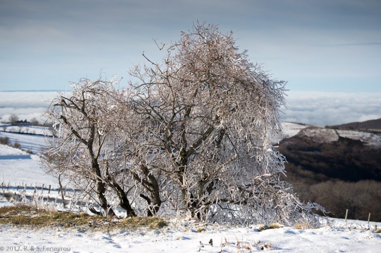 Aubrac