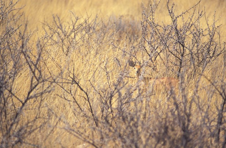 Namibie