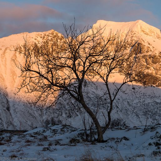 Lofoten