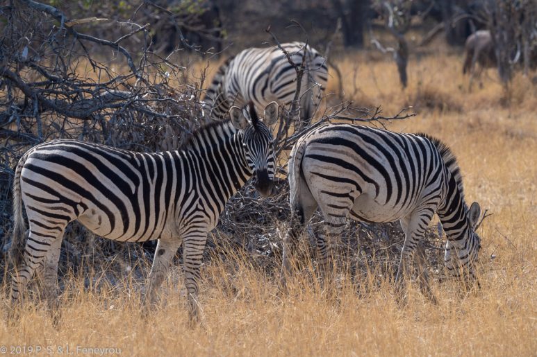 Botswana