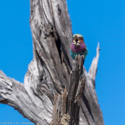 Botswana