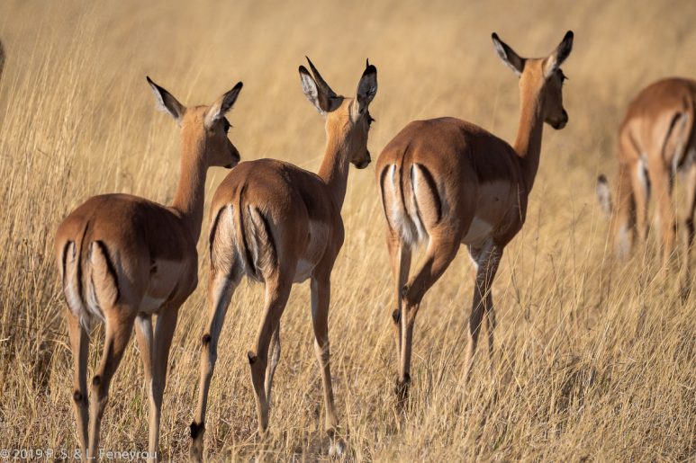 Botswana