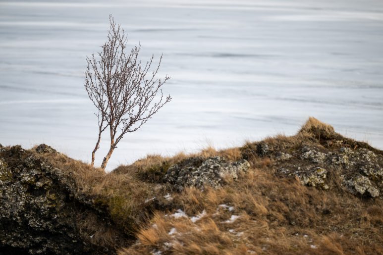 Islande, 2025